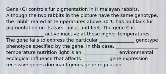 Gene (C) controls fur pigmentation in Himalayan rabbits. Although the two rabbits in the picture have the same genotype, the rabbit reared at temperatures above 30°C has no black fur pigmentation on its ears, nose, and feet. The gene C is ________________ active inactive at these higher temperatures. The gene fails to express the particular _______________ genotype phenotype specified by the gene. In this case, __________________ temperature nutrition light is an _______________ environmental ecological influence that affects ___________ gene expression recessive genes dominant genes gene regulation .