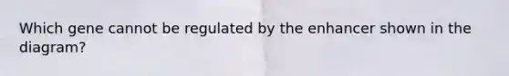Which gene cannot be regulated by the enhancer shown in the diagram?