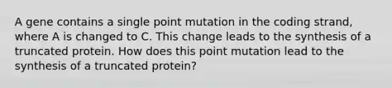 A gene contains a single point mutation in the coding strand, where A is changed to C. This change leads to the synthesis of a truncated protein. How does this point mutation lead to the synthesis of a truncated protein?