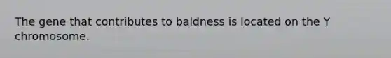 The gene that contributes to baldness is located on the Y chromosome.