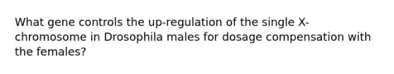 What <a href='https://www.questionai.com/knowledge/kwVcWmCQNM-gene-control' class='anchor-knowledge'>gene control</a>s the up-regulation of the single X-chromosome in Drosophila males for dosage compensation with the females?