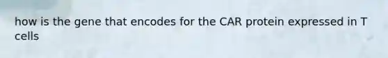 how is the gene that encodes for the CAR protein expressed in T cells