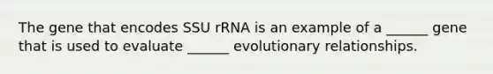 The gene that encodes SSU rRNA is an example of a ______ gene that is used to evaluate ______ evolutionary relationships.