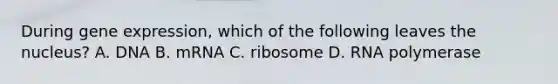 During gene expression, which of the following leaves the nucleus? A. DNA B. mRNA C. ribosome D. RNA polymerase