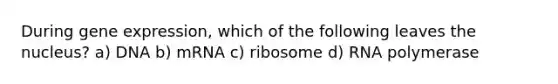 During gene expression, which of the following leaves the nucleus? a) DNA b) mRNA c) ribosome d) RNA polymerase