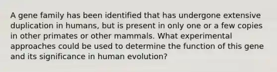 A gene family has been identified that has undergone extensive duplication in humans, but is present in only one or a few copies in other primates or other mammals. What experimental approaches could be used to determine the function of this gene and its significance in human evolution?