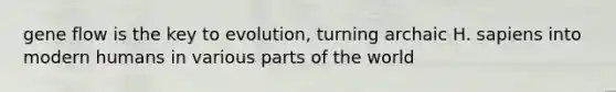 gene flow is the key to evolution, turning archaic H. sapiens into modern humans in various parts of the world