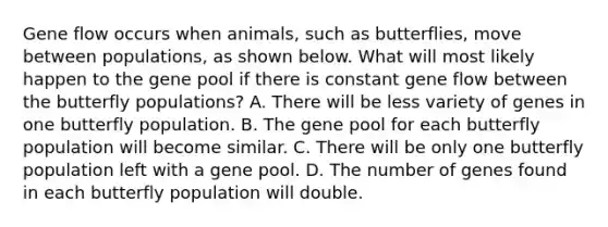 Gene flow occurs when animals, such as butterflies, move between populations, as shown below. What will most likely happen to the gene pool if there is constant gene flow between the butterfly populations? A. There will be less variety of genes in one butterfly population. B. The gene pool for each butterfly population will become similar. C. There will be only one butterfly population left with a gene pool. D. The number of genes found in each butterfly population will double.