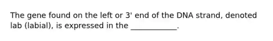 The gene found on the left or 3' end of the DNA strand, denoted lab (labial), is expressed in the ____________.