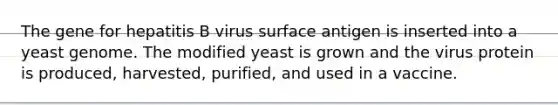 The gene for hepatitis B virus surface antigen is inserted into a yeast genome. The modified yeast is grown and the virus protein is produced, harvested, purified, and used in a vaccine.