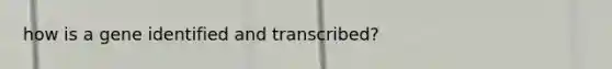 how is a gene identified and transcribed?