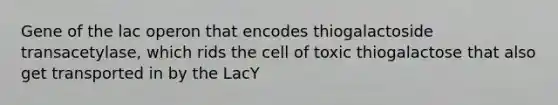 Gene of the lac operon that encodes thiogalactoside transacetylase, which rids the cell of toxic thiogalactose that also get transported in by the LacY