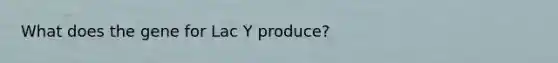 What does the gene for Lac Y produce?