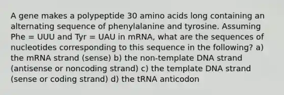 A gene makes a polypeptide 30 <a href='https://www.questionai.com/knowledge/k9gb720LCl-amino-acids' class='anchor-knowledge'>amino acids</a> long containing an alternating sequence of phenylalanine and tyrosine. Assuming Phe = UUU and Tyr = UAU in mRNA, what are the sequences of nucleotides corresponding to this sequence in the following? a) the mRNA strand (sense) b) the non-template DNA strand (antisense or noncoding strand) c) the template DNA strand (sense or coding strand) d) the tRNA anticodon