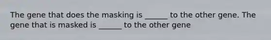 The gene that does the masking is ______ to the other gene. The gene that is masked is ______ to the other gene