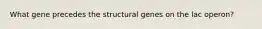 What gene precedes the structural genes on the lac operon?