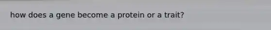 how does a gene become a protein or a trait?