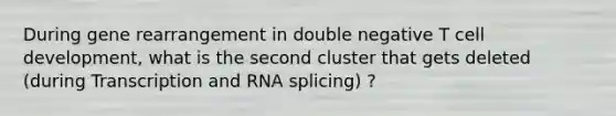 During gene rearrangement in double negative T cell development, what is the second cluster that gets deleted (during Transcription and RNA splicing) ?