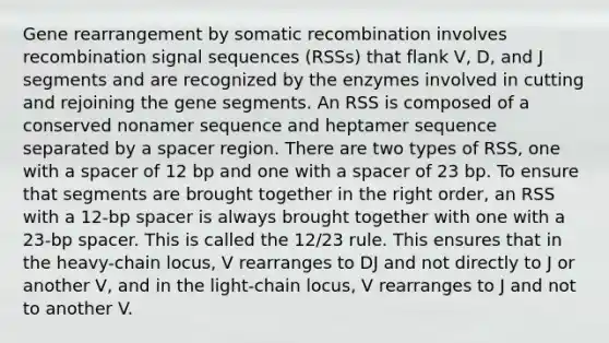 Gene rearrangement by somatic recombination involves recombination signal sequences (RSSs) that flank V, D, and J segments and are recognized by the enzymes involved in cutting and rejoining the gene segments. An RSS is composed of a conserved nonamer sequence and heptamer sequence separated by a spacer region. There are two types of RSS, one with a spacer of 12 bp and one with a spacer of 23 bp. To ensure that segments are brought together in the right order, an RSS with a 12-bp spacer is always brought together with one with a 23-bp spacer. This is called the 12/23 rule. This ensures that in the heavy-chain locus, V rearranges to DJ and not directly to J or another V, and in the light-chain locus, V rearranges to J and not to another V.