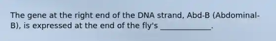 The gene at the right end of the DNA strand, Abd-B (Abdominal-B), is expressed at the end of the fly's _____________.