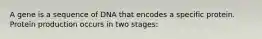 A gene is a sequence of DNA that encodes a specific protein. Protein production occurs in two stages: