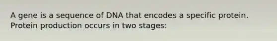 A gene is a sequence of DNA that encodes a specific protein. Protein production occurs in two stages: