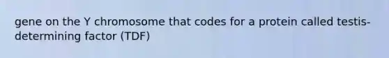 gene on the Y chromosome that codes for a protein called testis-determining factor (TDF)