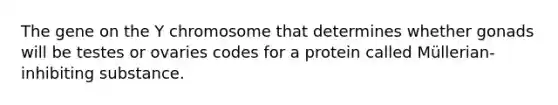 The gene on the Y chromosome that determines whether gonads will be testes or ovaries codes for a protein called Müllerian-inhibiting substance.