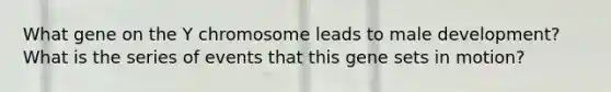 What gene on the Y chromosome leads to male development? What is the series of events that this gene sets in motion?