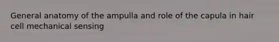 General anatomy of the ampulla and role of the capula in hair cell mechanical sensing