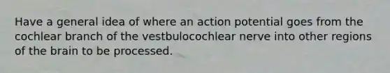 Have a general idea of where an action potential goes from the cochlear branch of the vestbulocochlear nerve into other regions of the brain to be processed.