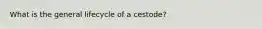 What is the general lifecycle of a cestode?