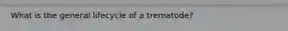 What is the general lifecycle of a trematode?