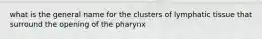 what is the general name for the clusters of lymphatic tissue that surround the opening of the pharynx