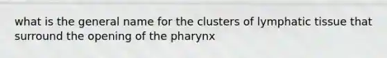 what is the general name for the clusters of lymphatic tissue that surround the opening of the pharynx