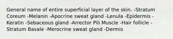 General name of entire superficial layer of the skin. -Stratum Coreum -Melanin -Apocrine sweat gland -Lenula -Epidermis -Keratin -Sebaceous gland -Arrector Pili Muscle -Hair follicle -Stratum Basale -Merocrine sweat gland -Dermis