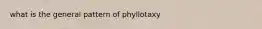 what is the general pattern of phyllotaxy