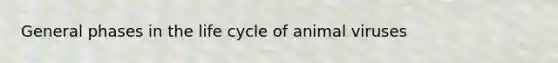 General phases in the life cycle of animal viruses