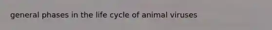 general phases in the life cycle of animal viruses