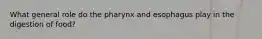 What general role do the pharynx and esophagus play in the digestion of food?