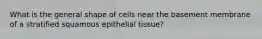 What is the general shape of cells near the basement membrane of a stratified squamous epithelial tissue?