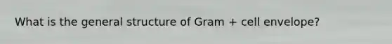 What is the general structure of Gram + cell envelope?