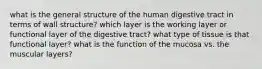 what is the general structure of the human digestive tract in terms of wall structure? which layer is the working layer or functional layer of the digestive tract? what type of tissue is that functional layer? what is the function of the mucosa vs. the muscular layers?