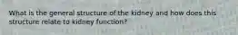 What is the general structure of the kidney and how does this structure relate to kidney function?