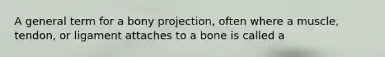 A general term for a bony projection, often where a muscle, tendon, or ligament attaches to a bone is called a