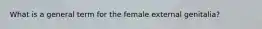 What is a general term for the female external genitalia?