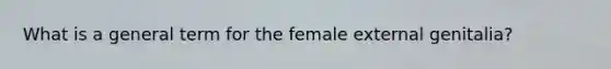 What is a general term for the female external genitalia?