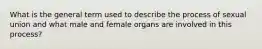 What is the general term used to describe the process of sexual union and what male and female organs are involved in this process?