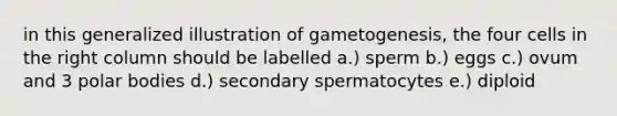 in this generalized illustration of gametogenesis, the four cells in the right column should be labelled a.) sperm b.) eggs c.) ovum and 3 polar bodies d.) secondary spermatocytes e.) diploid