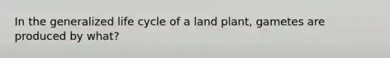 In the generalized life cycle of a land plant, gametes are produced by what?